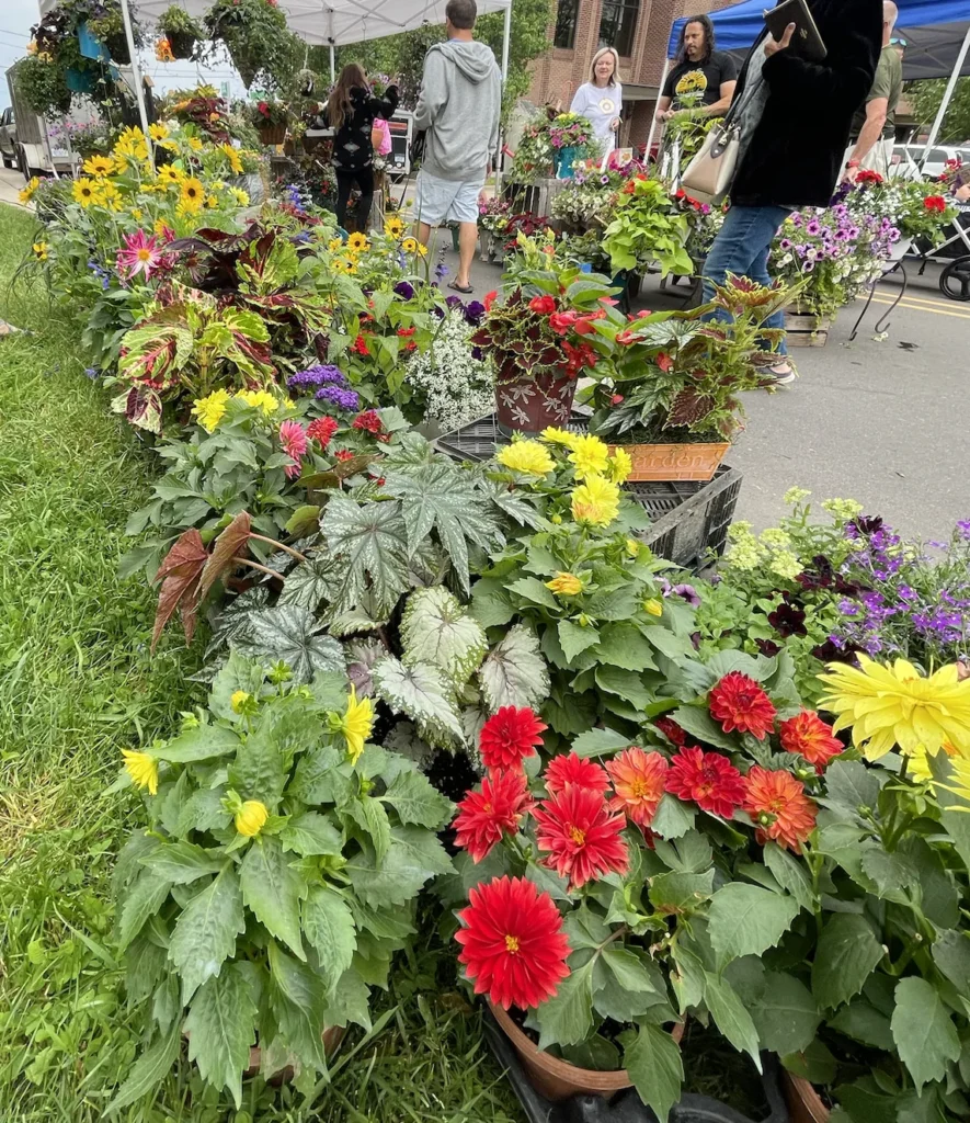 blooming flowers at howell farmers market

